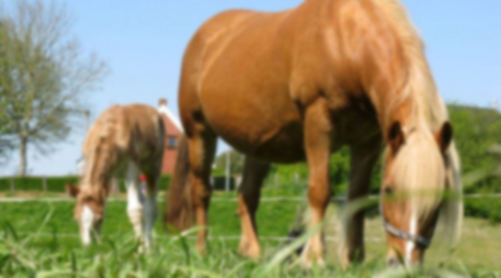 paardenmelkerij de lage wierde paardenmelk