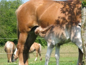 voor-wie-is-paardenmelk