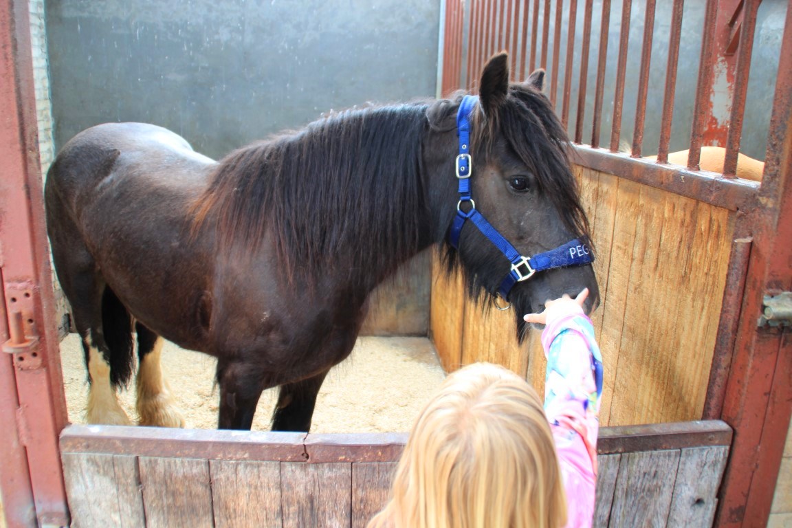 Open Dag Paardenmelkerij de Lage Wierde - Ontdek de kracht van paardenmelk