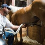 Hoe melk je een paard? Hoe wordt een paard gemolken?